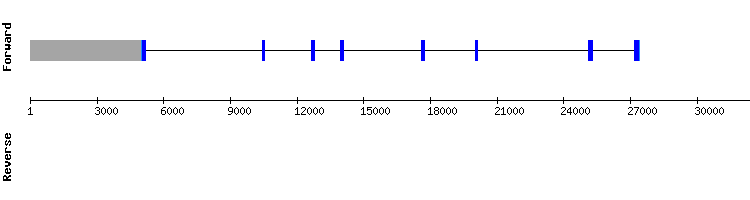 gene structure