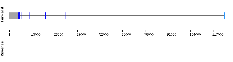 gene structure
