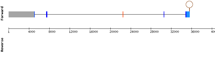 gene structure