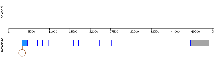 gene structure