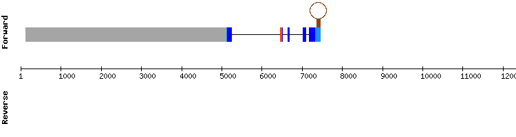 gene structure