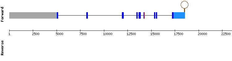 gene structure