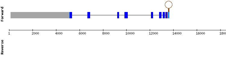 gene structure
