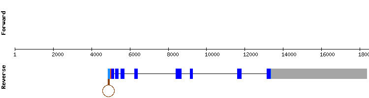 gene structure