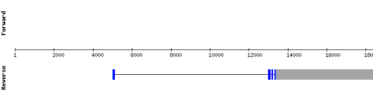 gene structure