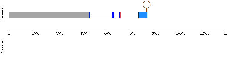 gene structure