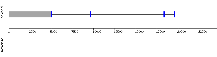gene structure
