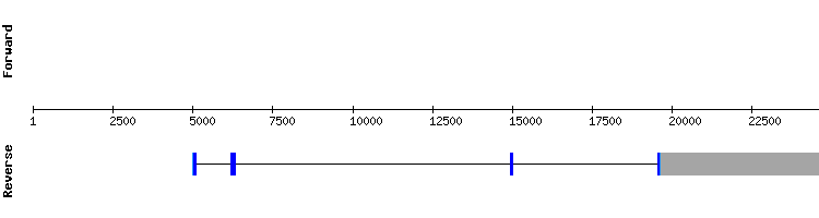 gene structure