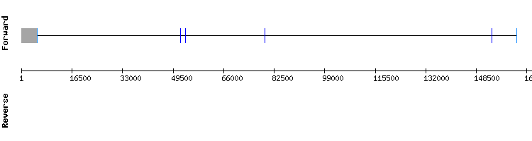 gene structure