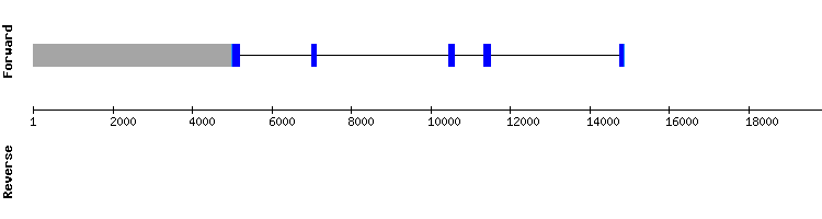 gene structure