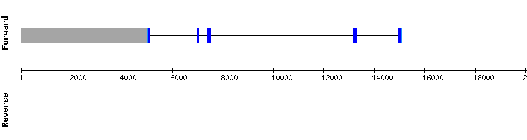 gene structure