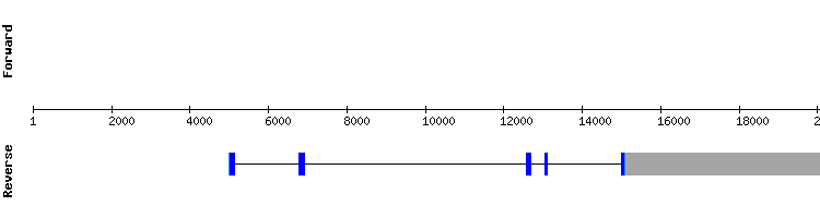 gene structure