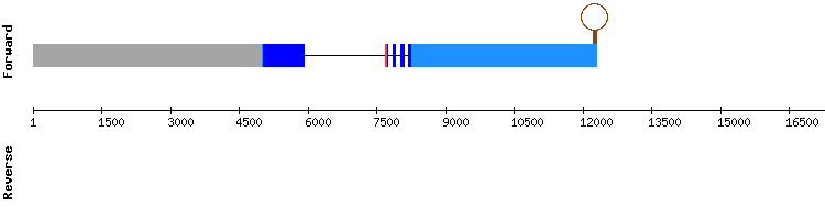 gene structure
