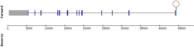 gene structure