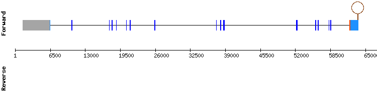 gene structure