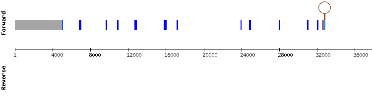 gene structure