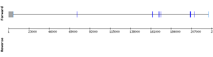 gene structure
