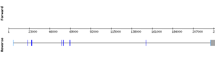gene structure