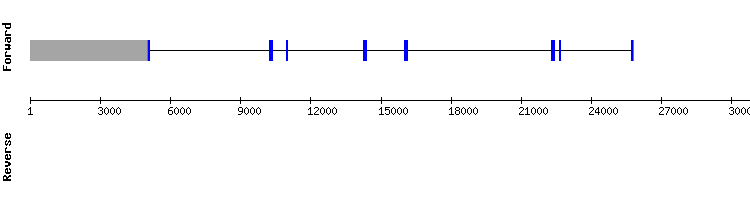 gene structure