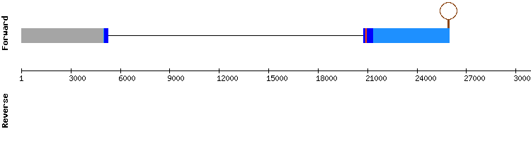 gene structure