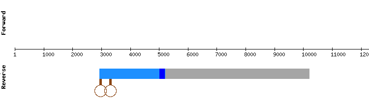 gene structure