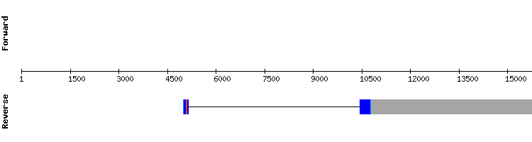 gene structure
