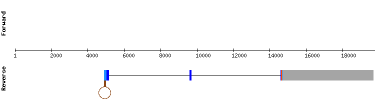 gene structure