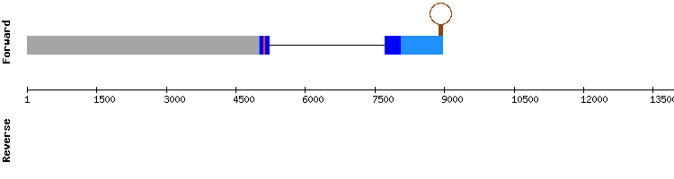 gene structure