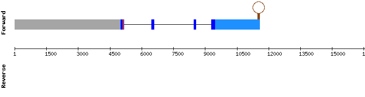 gene structure