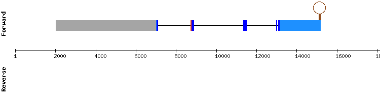 gene structure