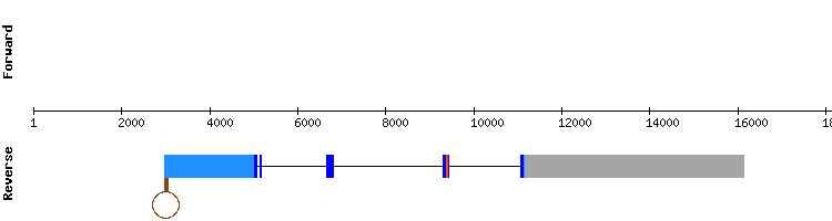 gene structure