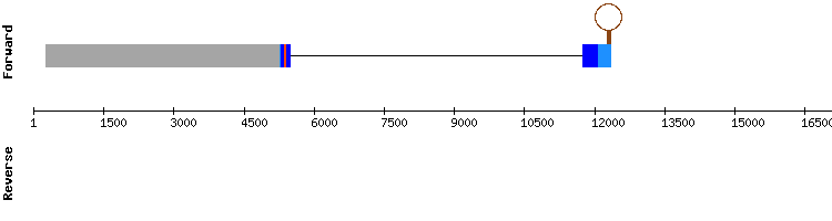 gene structure