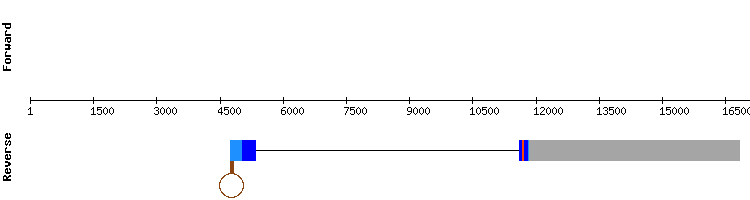 gene structure