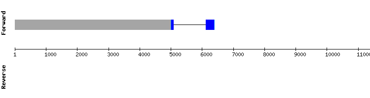 gene structure