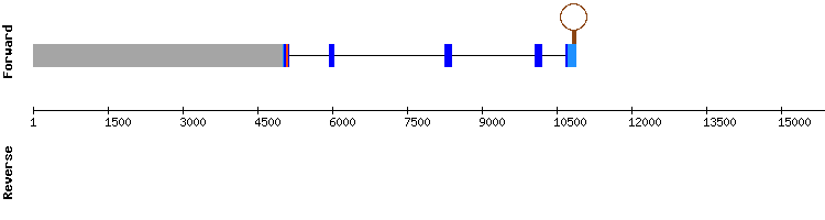 gene structure