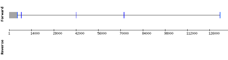 gene structure