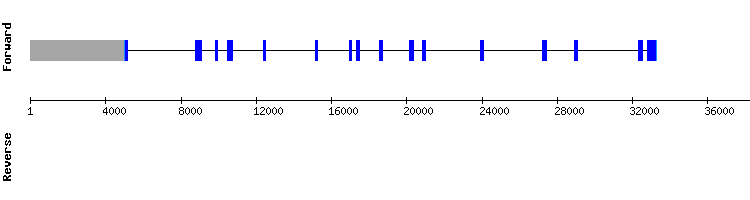 gene structure