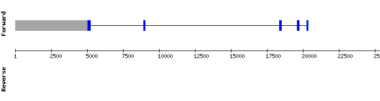 gene structure