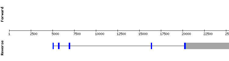 gene structure