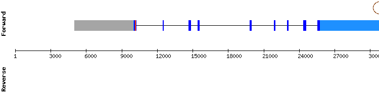 gene structure