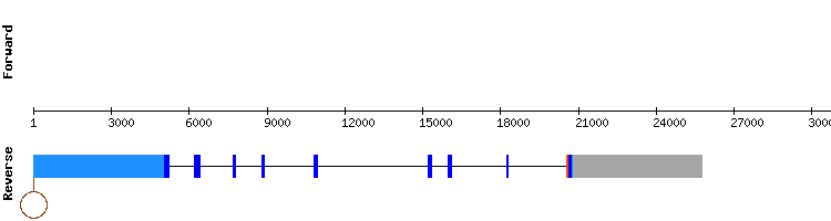 gene structure