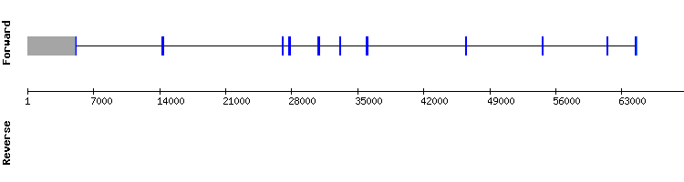 gene structure