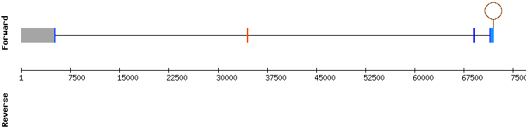 gene structure