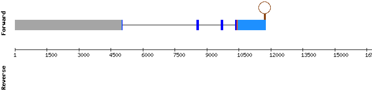 gene structure