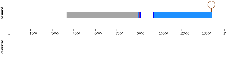 gene structure