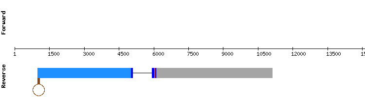 gene structure