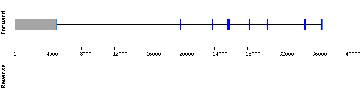 gene structure