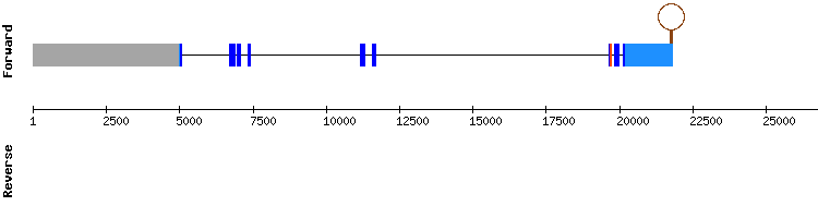 gene structure