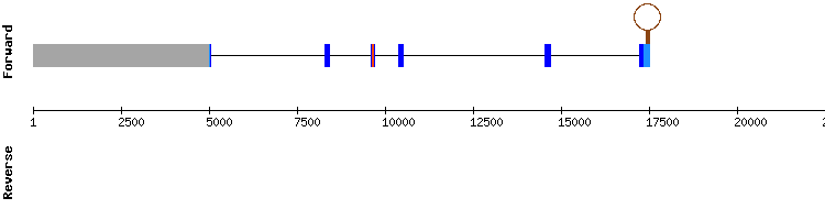 gene structure
