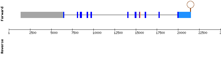 gene structure